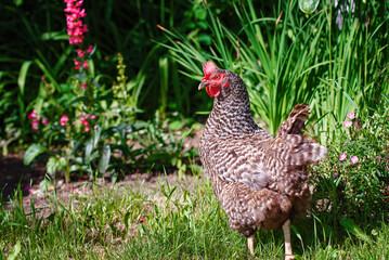 Hen with red crest at the garden, Czech dominant breed. Poultry farming, chicken in coop, hen at farm. Farm poultry concept. Dominant chickens are a highly productive breed of laying hens