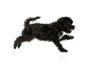 Studio shot of cute puppy of Maltipoo dog playing, running, jumping isolated over white background. Concept of animal, care, vet, active lifestyle