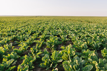 Landscape of fields with sugar beets