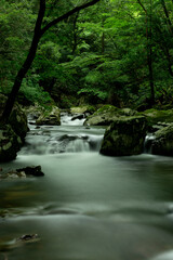 Fototapeta premium 新緑の渓流