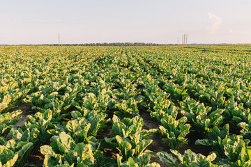 Fototapeta na wymiar Landscape of fields with sugar beets