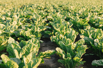 Landscape of fields with sugar beets