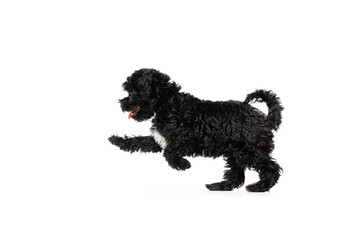 One cute doggy, fluffy curly black Maltipoo dog posing isolated over white background. Concept of animal, care, vet, active lifestyle
