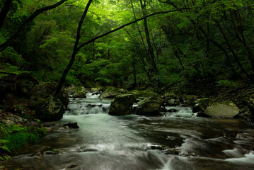 Obraz premium 新緑の渓流