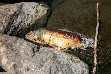 A bloated, stinky dead fish, possible a yellow perch or common carp, washed up along the rocks of a...