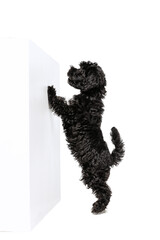 Portrait of fluffy curly black Maltipoo dog posing isolated over white background. Concept of animal, care, vet, active lifestyle
