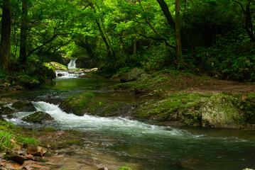 Obraz premium 新緑の渓流