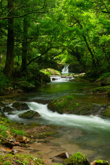 Obraz premium 新緑の渓流