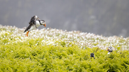 An iconic wild seabird, the  Atlantic Puffin (Fratercula arctica)