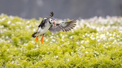 An iconic wild seabird, the  Atlantic Puffin (Fratercula arctica)