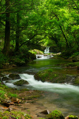 Obraz premium 新緑の渓流