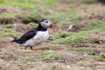 An iconic wild seabird, the  Atlantic Puffin (Fratercula arctica)