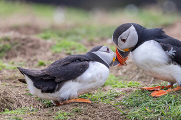 An iconic wild seabird, the  Atlantic Puffin (Fratercula arctica)