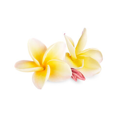 Fototapeta na wymiar Yellow plumeria rubra flower isolated on white background