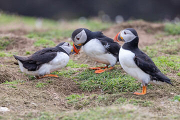 An iconic wild seabird, the  Atlantic Puffin (Fratercula arctica)