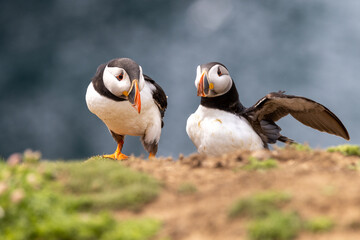 An iconic wild seabird, the  Atlantic Puffin (Fratercula arctica)