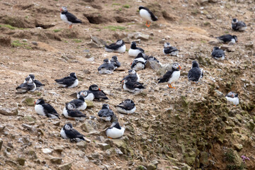 Fototapeta premium An iconic wild seabird, the Atlantic Puffin (Fratercula arctica)