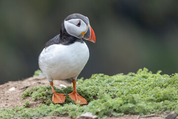 An iconic wild seabird, the  Atlantic Puffin (Fratercula arctica)