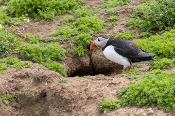 An iconic wild seabird, the  Atlantic Puffin (Fratercula arctica)
