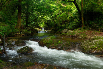 新緑の渓流