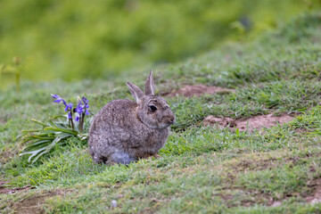 A lone wild rabbit amongst flowers