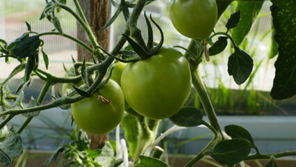 green fruits of tomatoes on a branch in a greenhouse.