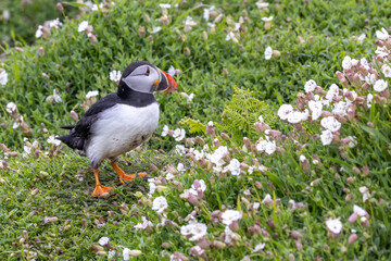 An iconic wild seabird, the  Atlantic Puffin (Fratercula arctica)