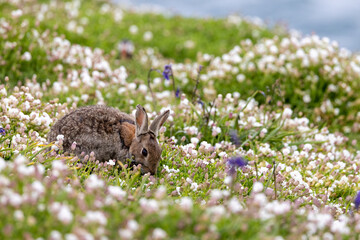 A lone wild rabbit feeding amongst flowers