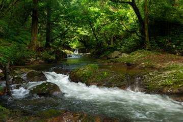 新緑の渓流