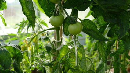 green fruits of tomatoes on a branch in a greenhouse.
