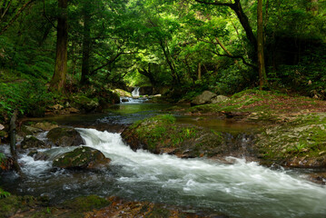 新緑の渓流
