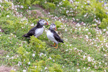 An iconic wild seabird, the  Atlantic Puffin (Fratercula arctica)