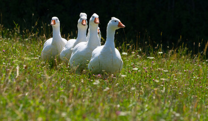 white geese on a pasture