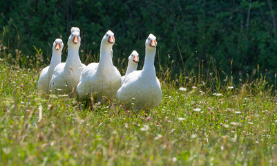 white geese on a pasture