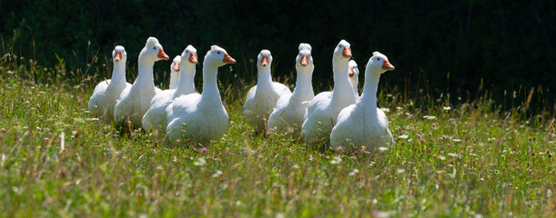 white geese on a pasture © Vera Kuttelvaserova