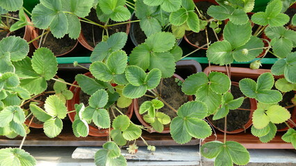 berry plant strawberry in the garden.