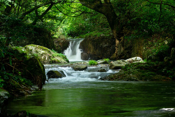 Obraz premium 新緑の渓流