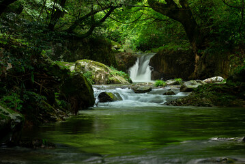 新緑の渓流