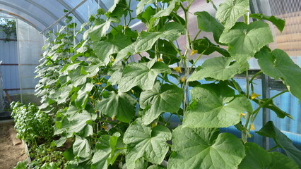 greenhouse for growing fresh cucumbers