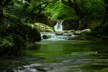 Fototapeta premium 新緑の渓流