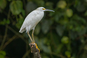 Snowy egret perched on a tree trunk