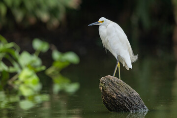 Snowy egret perched on a tree trunk