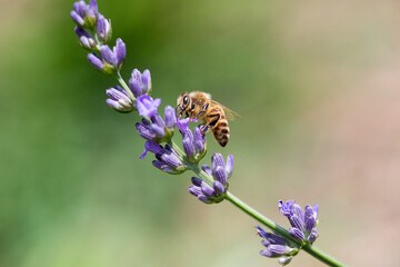 A honey bee pollinating a lavender flower. 