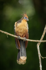 Hoatzin perched on a branch at the side of an Amazonian lake