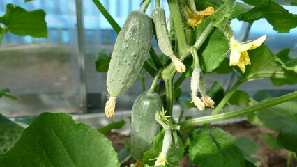 green young cucumbers on a branch in a greenhouse