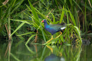Obraz premium Purple Gallinule wading in the marshes