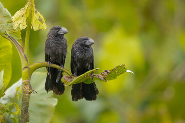 Crotophaga pair perched on a branch in the forest