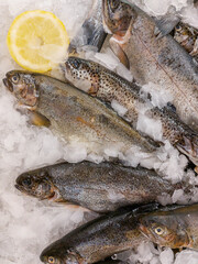 Salmon fish and lemon lie on ice in the store