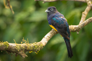 Obraz premium Green-backed Trogon perched on a branch in the forest