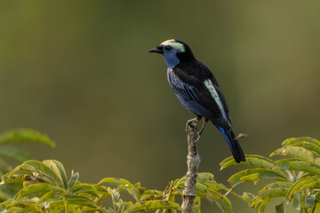 Opal-crowned Tanager perched on a branch in the rainforest